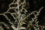 Common wormwood 